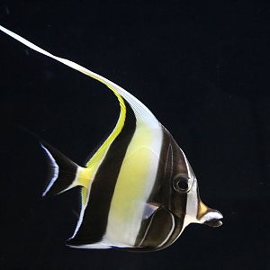 Moorish idol - EPSON Aqua Park, February 2016