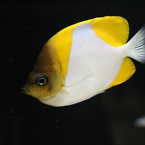 Pyramid butterflyfish - EPSON Aqua Park, February 2016