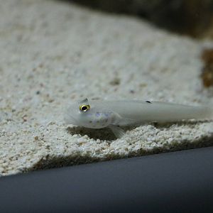 Beautiful-cheek prawn goby? - EPSON Aqua Park, February 2016