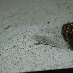 Tangaroa goby? - EPSON Aqua Park, February 2016