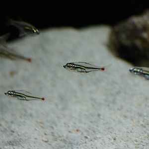 Redspot cardinalfish - EPSON Aqua Park, February 2016