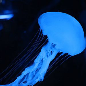 Sea nettle? - EPSON Aqua Park, February 2016