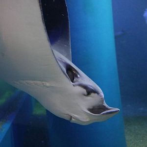 Japanese eagle ray - EPSON Aqua Park, February 2016