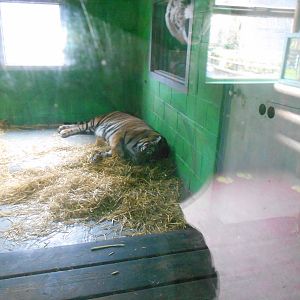 Inside den for tigers - March 15th 2016