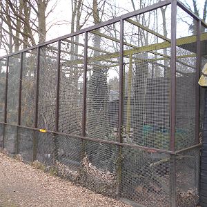 European Polecat enclosure - March 15th 2016