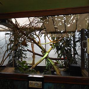 Pygmy Marmoset enclosure - March 15th 2016