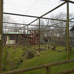 Grivet enclosure - March 15th 2016