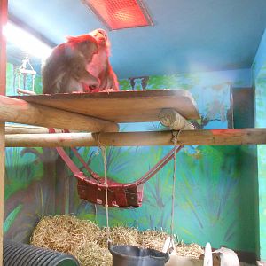 Inside den for Crab-eating Macaques - March 15th 2016