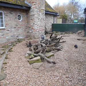 African Crested Porcupine and Cusimanse enclosure - March 15th 2016
