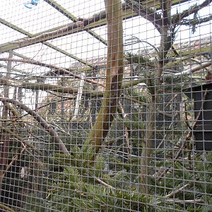Red Squirrel enclosure - March 15th 2016