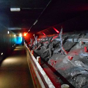 Nocturnal flight for Egyptian Fruit Bats - March 15th 2016