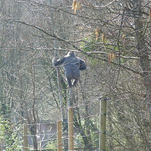 Male Gorilla, March 2016