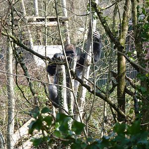 Male Gorilla, March 2016