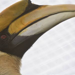 Indian Hornbill