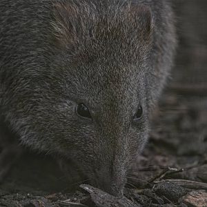 long-nosed potoroo