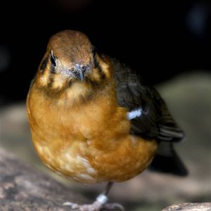 ORANGE HEADED THRUSH