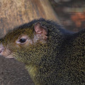 AGOUTI