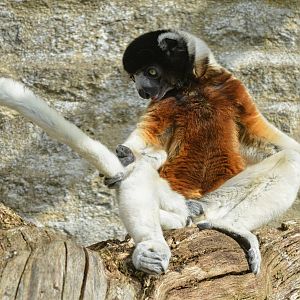 SIFAKA