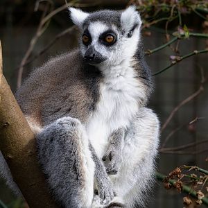 RING TAILED LEMUR