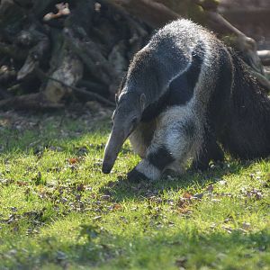 GIANT ANTEATER