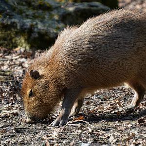 CAPYBARA