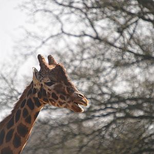 GIRAFFE