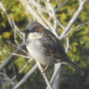 House Sparrow