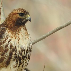Red tailed hawk?