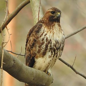 Red tailed hawk?