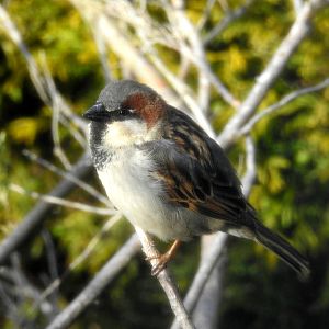 House Sparrow