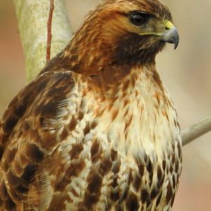 Red-tailed Hawk