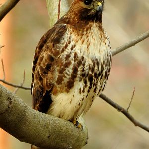 Red-tailed Hawk