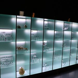 Specimen display - EPSON Aqua Park, February 2016
