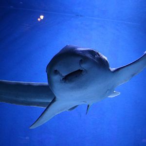 Zebra shark - EPSON Aqua Park, February 2016