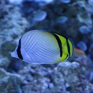 Vagabond butterflyfish - EPSON Aqua Park, February 2016
