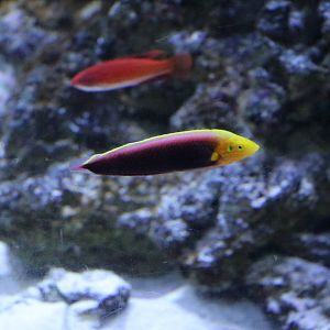 Radiant wrasse - EPSON Aqua Park, February 2016