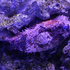 Birdbeak burrfish - EPSON Aqua Park, February 2016