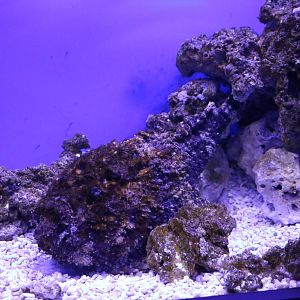 Stonefish - EPSON Aqua Park, February 2016