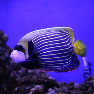 Emperor angelfish - EPSON Aqua Park, February 2016