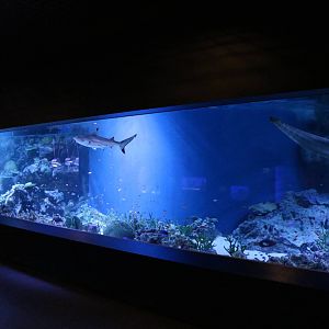 (Shark) Reef tank - EPSON Aqua Park, February 2016