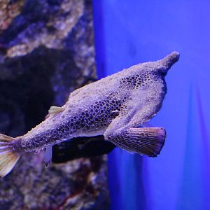 Walking batfish- EPSON Aqua Park, February 2016