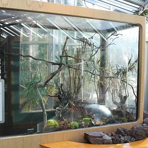 Enclosure Red-legged golden silk spider