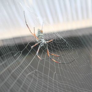 Red-legged golden silk spider