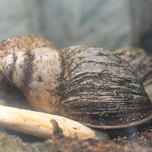 West African land snails
