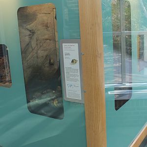 Enclosure West-African land snail