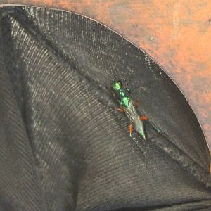 Emerald cockroach wasp