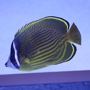 Oriental butterflyfish - EPSON Aqua Park, February 2016