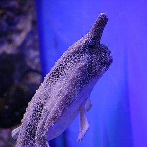 Walking batfish - EPSON Aqua Park, February 2016