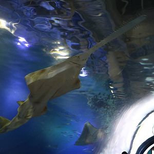 Green sawfish - EPSON Aqua Park, February 2016