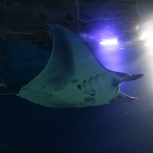 Alfred's manta - EPSON Aqua Park, February 2016